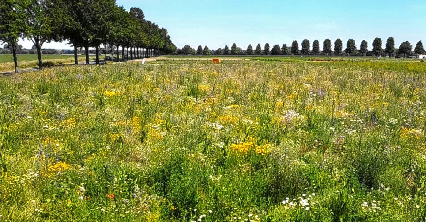 12.000m² großen Blühwiese in Weckinghausen