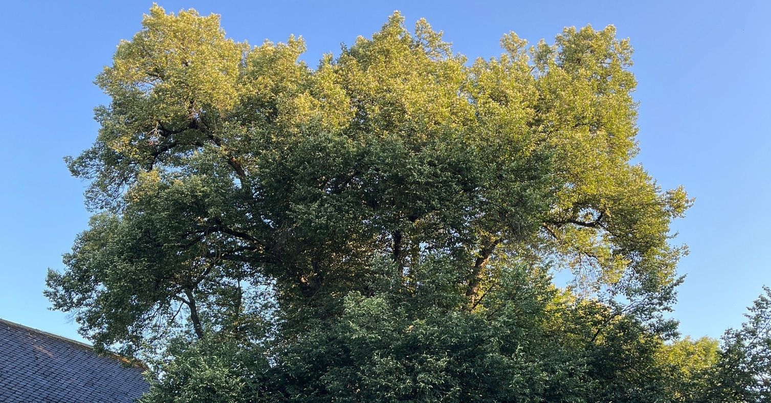 Vorzeitiger Baumschnitt an Linde im Schlosspark