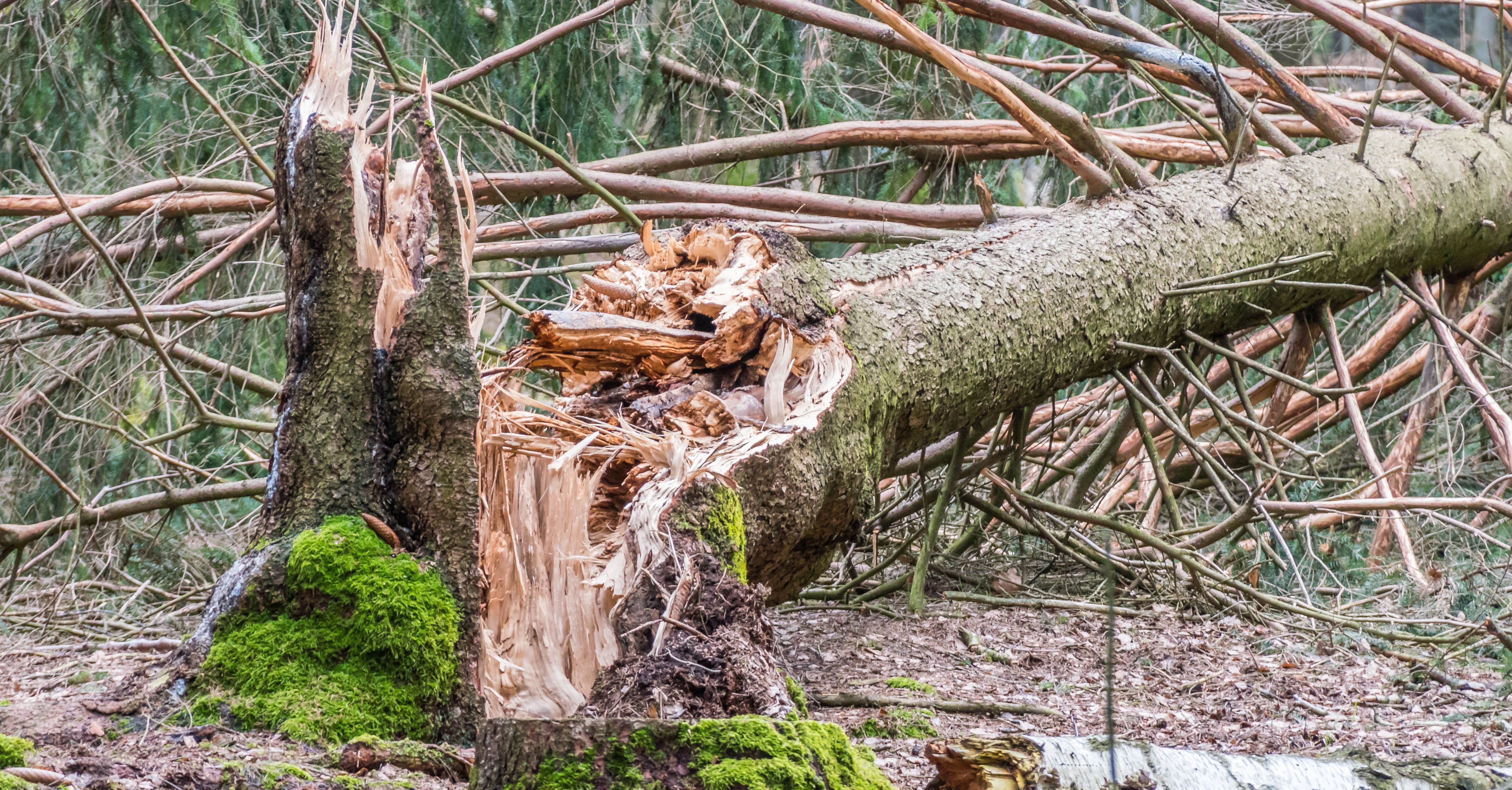 Bäume im Wald nach Sturm 